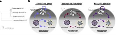 A Comparison of Stage Conversion in the Coccidian Apicomplexans Toxoplasma gondii, Hammondia hammondi, and Neospora caninum